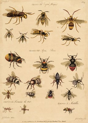 Lot 47 - Barbut (Jacques). Les Genres des Insectes de Linne ... echantillons d'Insectes d'Angleterre, 1781