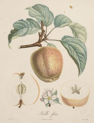 Lot 138 - Natural History. A collection of approximately 425 prints, mostly 19th century