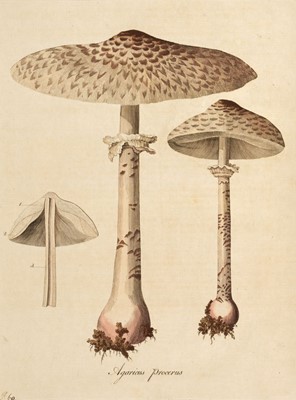 Lot 54 - Curtis (William). Flora Londinensis, 2 volumes bound in 6, 1st edition, 1777-1798