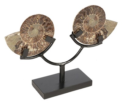 Lot 500 - Cleoniceras. A fine cut Ammonite