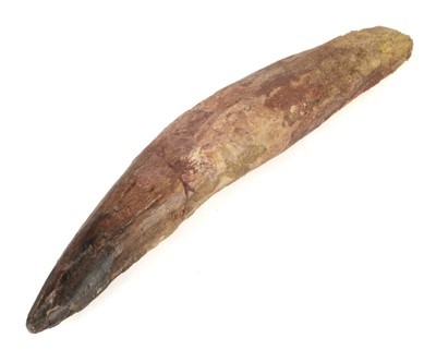 Lot 512 - Spinosaurus Tooth. A Spinosaurus tooth