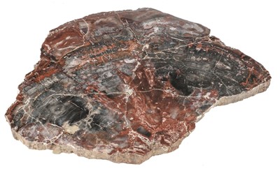 Lot 504 - Fossilised Wood.  Agatised wood slice from Madras, India