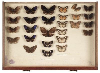 Lot 92 - Lepidoptera. A mid 20th century specimen cabinet with butterfles and moths