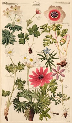 Lot 59 - Dietrich (Dr. David). Flora Universalis in Colorierten Abbildungen..., volume 5 (only), circa 1840