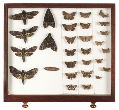 Lot 90 - Entomology. A mahogany specimen cabinet with butterflies, moths and beetles