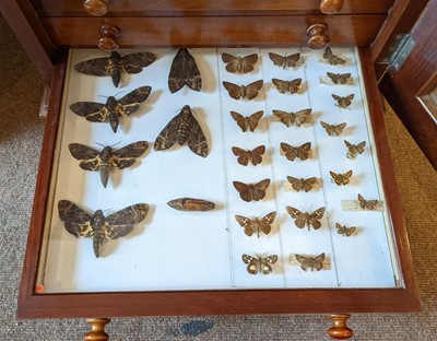 Lot 90 - Entomology. A mahogany specimen cabinet with butterflies, moths and beetles