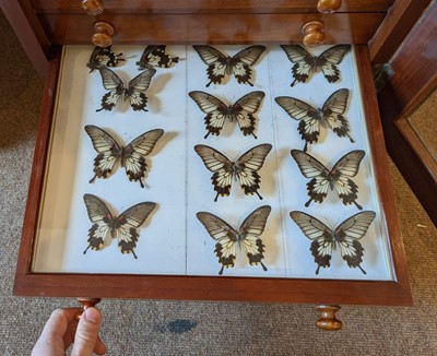 Lot 90 - Entomology. A mahogany specimen cabinet with butterflies, moths and beetles