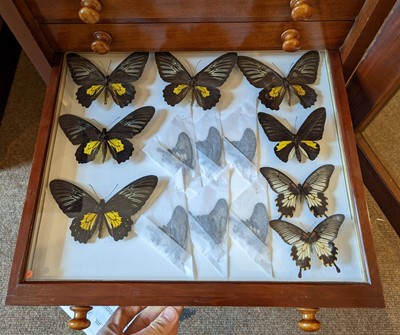 Lot 90 - Entomology. A mahogany specimen cabinet with butterflies, moths and beetles