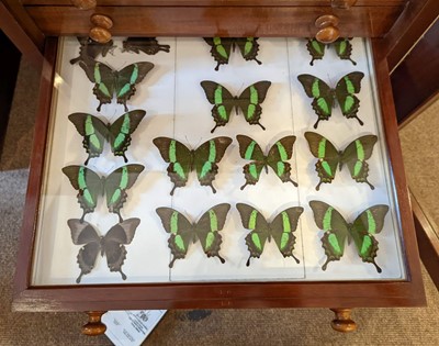 Lot 90 - Entomology. A mahogany specimen cabinet with butterflies, moths and beetles