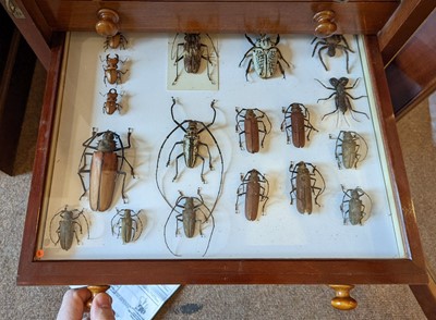 Lot 90 - Entomology. A mahogany specimen cabinet with butterflies, moths and beetles