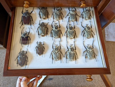 Lot 90 - Entomology. A mahogany specimen cabinet with butterflies, moths and beetles