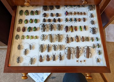 Lot 90 - Entomology. A mahogany specimen cabinet with butterflies, moths and beetles