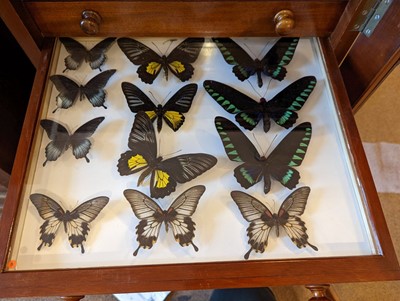 Lot 90 - Entomology. A mahogany specimen cabinet with butterflies, moths and beetles