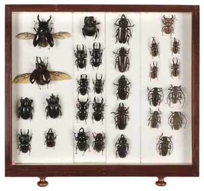 Lot 90 - Entomology. A mahogany specimen cabinet with butterflies, moths and beetles