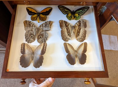 Lot 90 - Entomology. A mahogany specimen cabinet with butterflies, moths and beetles