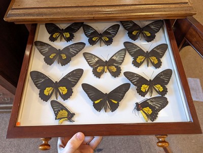 Lot 90 - Entomology. A mahogany specimen cabinet with butterflies, moths and beetles