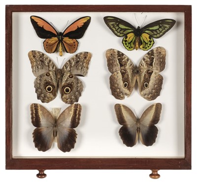 Lot 90 - Entomology. A mahogany specimen cabinet with butterflies, moths and beetles