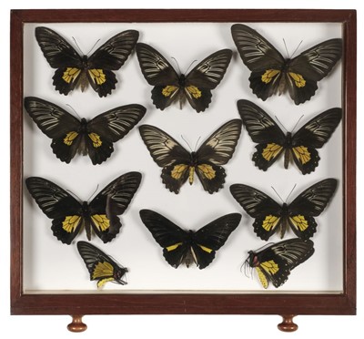 Lot 90 - Entomology. A mahogany specimen cabinet with butterflies, moths and beetles