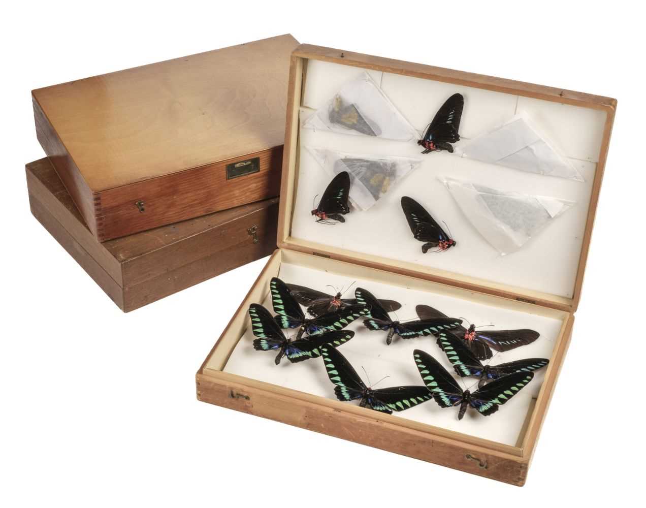 Lot 91 - Entomology. Collection of butterfly and beetle specimens