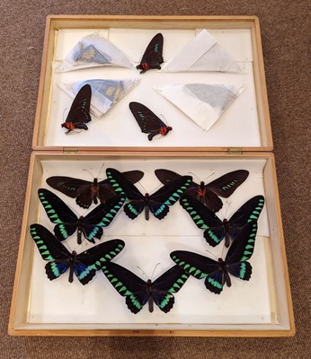 Lot 91 - Entomology. Collection of butterfly and beetle specimens