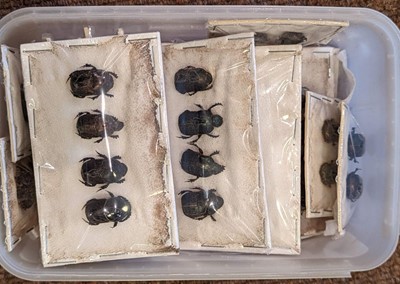 Lot 91 - Entomology. Collection of butterfly and beetle specimens