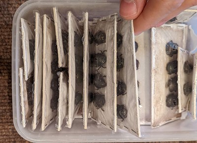 Lot 91 - Entomology. Collection of butterfly and beetle specimens