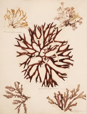 Lot 83 - Seaweed. A mid-19th-century album of Seaweed Specimens collected from Weymouth