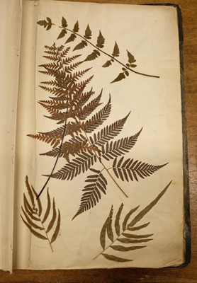 Lot 72 - Ferns. A large album of dried and pressed specimens, late Victorian