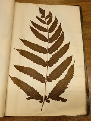 Lot 72 - Ferns. A large album of dried and pressed specimens, late Victorian
