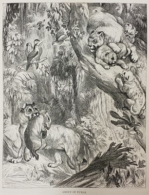 Lot 395 - Natural History. A collection of 19th-century & modern natural history reference books