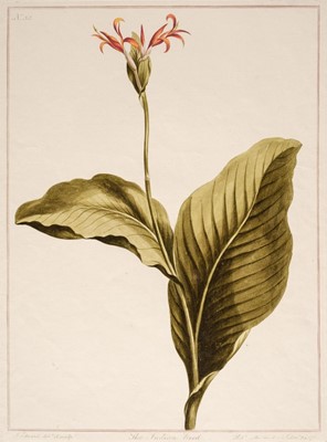Lot 69 - Edwards, Sydenham Teast (1768-1819), 3 Botanical Plates, 1788, etchings with watercolour