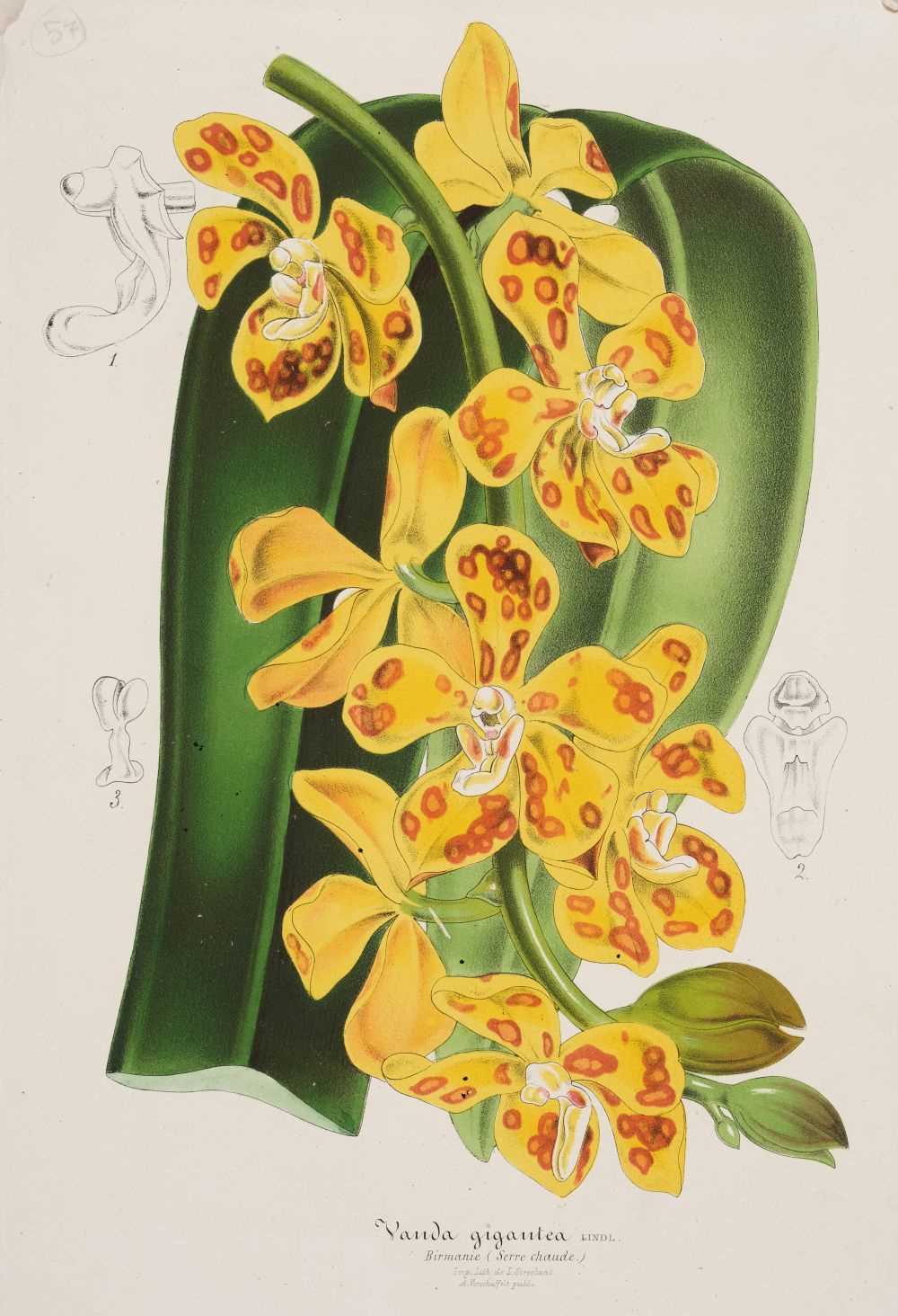 Lot 163 - Botany. A collection of approximately 300 prints, 17th - 19th century