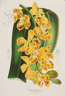Lot 163 - Botany. A collection of approximately 300 prints, 17th - 19th century