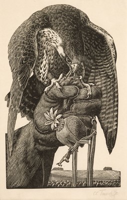 Lot 388 - Tunnicliffe (Charles, Frederick 1901-1979). Peregrine Falcon