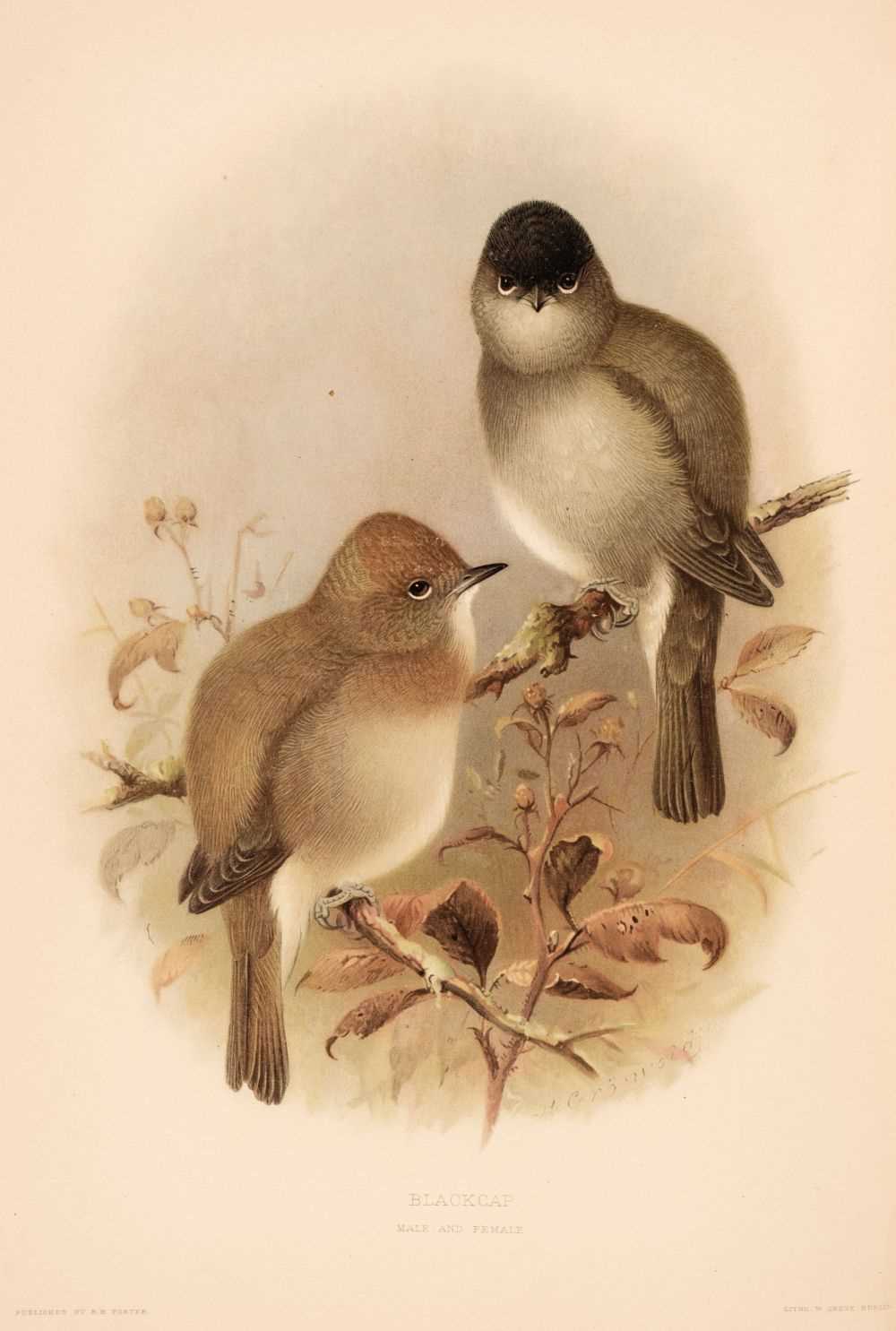 Lot 60 - Howard (Henry Eliot). The British Warblers, 2 volumes, 1907-1914