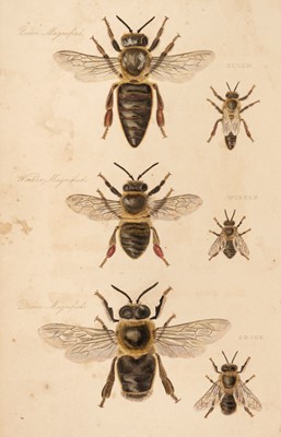 Lot 63 - Bagster (Samuel). The Management of Bees, 1834