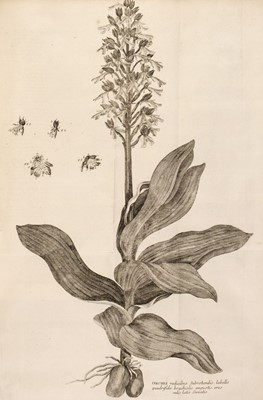 Lot 134 - Haller (Albrecht von). Historia Stirpium Indigenarum Helvetiae, 1768