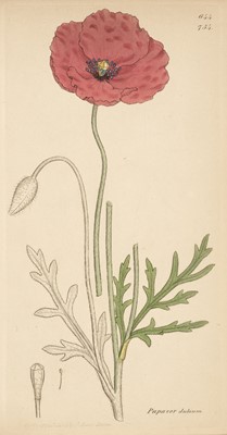 Lot 257 - Botany. A collection of approximately 700 prints, 19th century