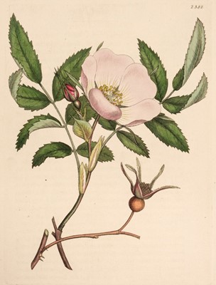 Lot 34 - Sowerby (James). English Botany; or, Coloured Figures of British Plants, 36 vols. in 24, 1790-[1814]