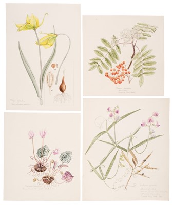 Lot 132 - Flora of Oxfordshire approx 840 illustrations,  1 lot, 500-800