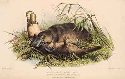 Lot 6 - Bennett (George). Gatherings of a Naturalist in Australia, 1st edition, 1860