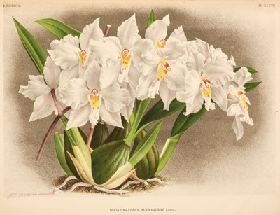 Lot 232 - Linden (Jean & others).  Fifty lithographs published in 'Lindenia...,' 1885 - 1901