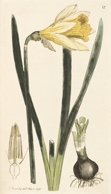 Lot 137 - Sowerby (James). English Botany, 12 volumes, 1790-1801
