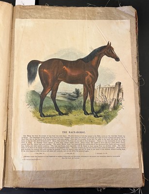 Lot 41 - S. P. C. K. An album of 40 'Plates Illustrative of Natural History', 1845 - 50