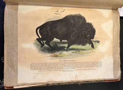 Lot 41 - S. P. C. K. An album of 40 'Plates Illustrative of Natural History', 1845 - 50