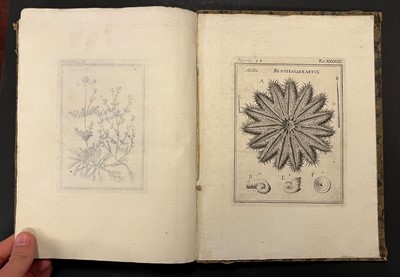 Lot 31 - Colonna (Fabio). Lyncei Phytobasanon cui accessit vita Fabi et Lynceorum notitia, 1744
