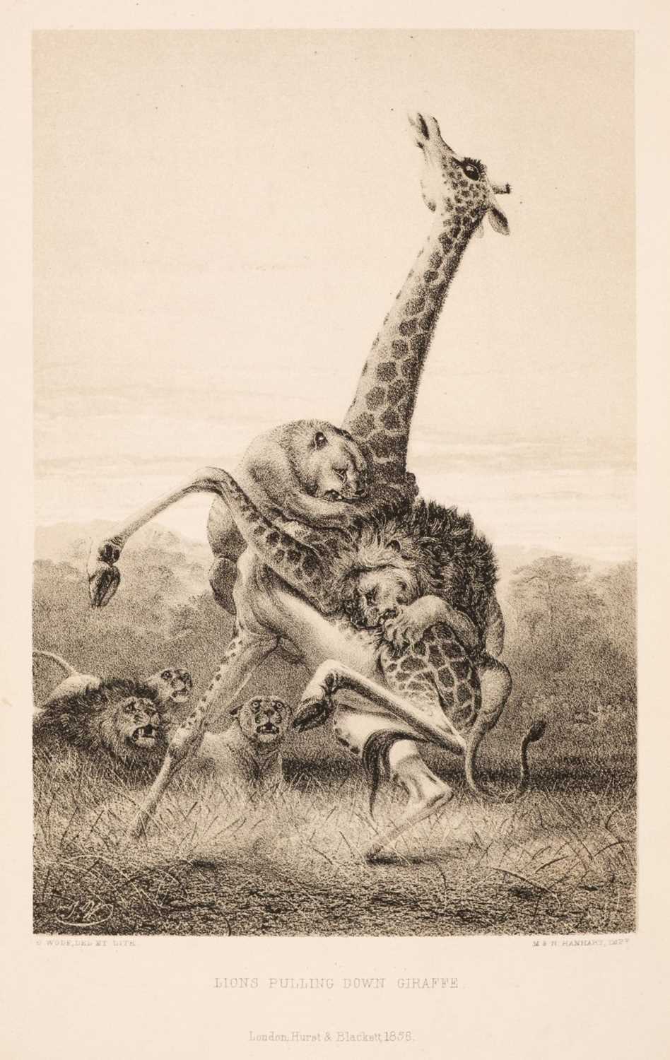 Lot 1 - Andersson (Charles). Lake Ngami, 1st edition, 1856