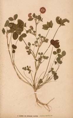 Lot 38 - Milne (John, & Sons, Montrose, N.B.). The British Farmer's Plant Portfolio