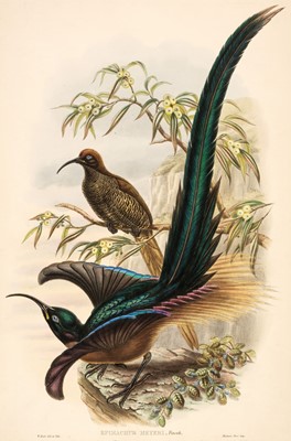 Lot 254 - Gould (John & Hart W.). Four lithographs from 'Monograph of the Paradiseidae' circa 1891