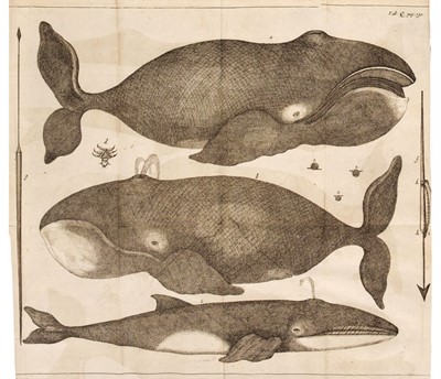 Lot 46 - Narborough (John). An Account of Several Late Voyages and Discoveries to the South and North, 1694